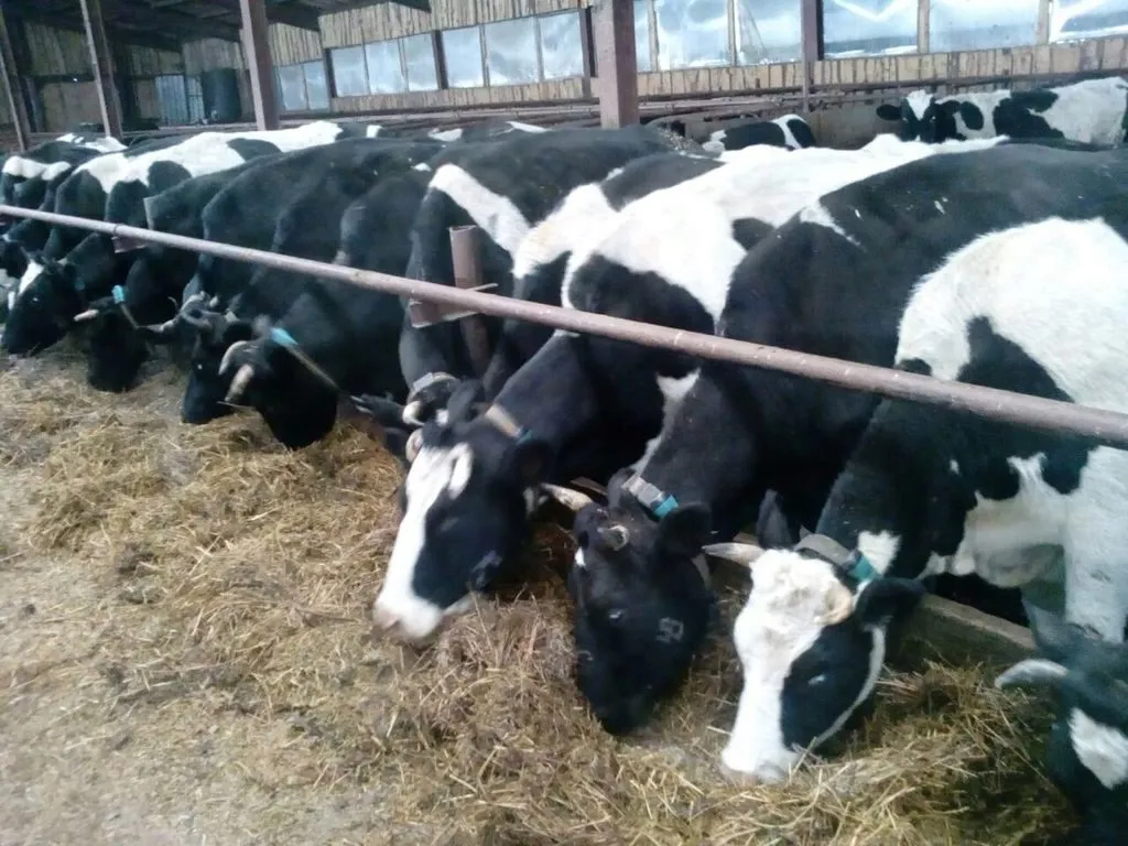 коровы дойные порода Черно-пестрая в Магнитогорске