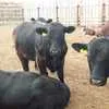 бычки мясных пород на откорм в Оренбурге 2