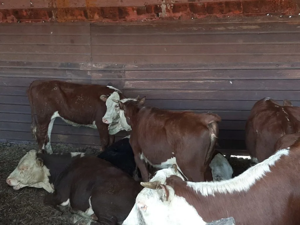бычки мясных пород на откорм в Оренбурге 3