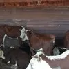 бычки мясных пород на откорм в Оренбурге 3