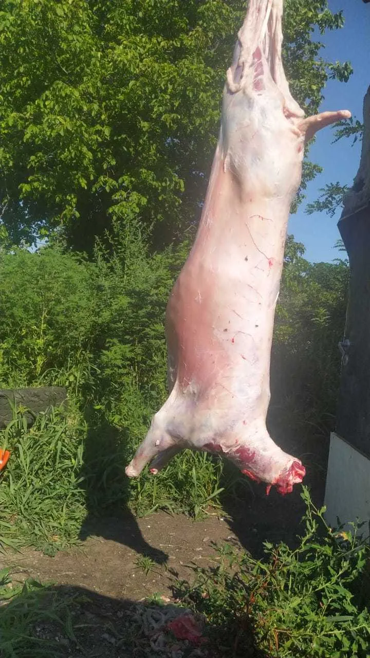 мясо баранина в Черкесске и Республике Карачаево-Черкессия